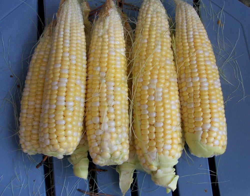 Photo of Sweet Corn (Se) (Zea mays subsp. mays 'Delectable') uploaded by farmerdill