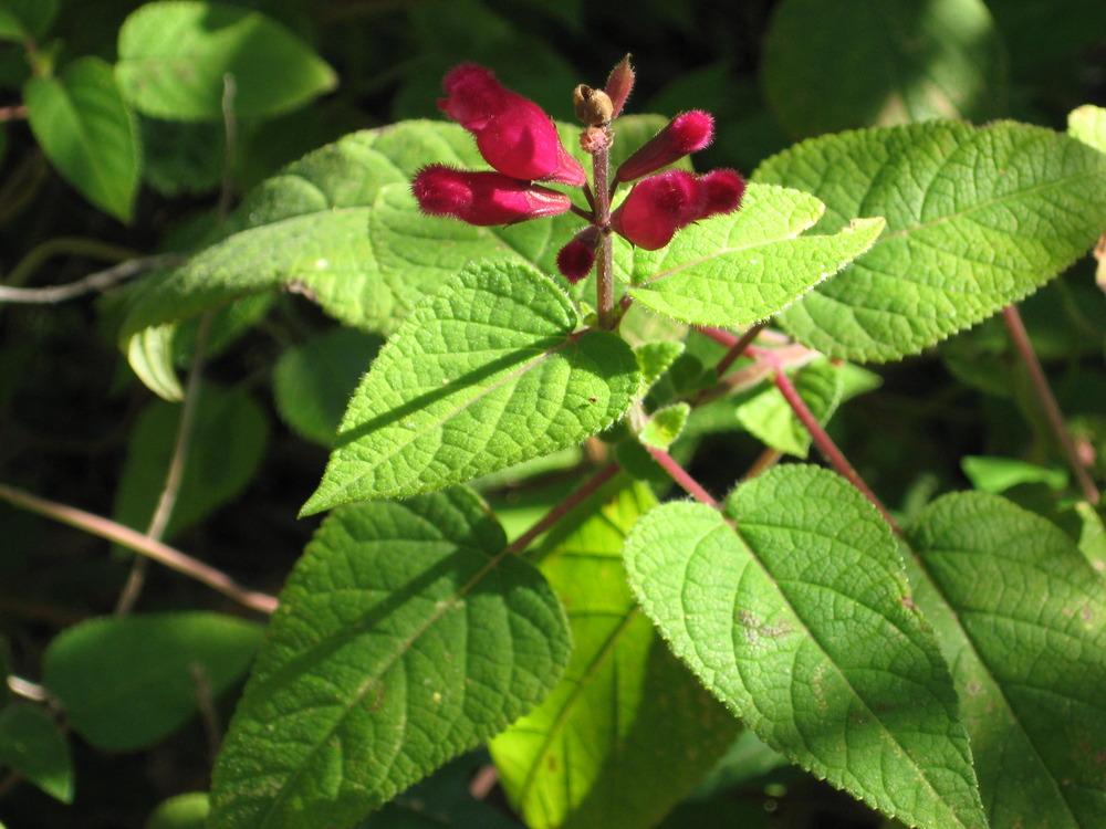 Photo of Hybrid Rose Leaf Sage (Salvia 'Mulberry Jam') uploaded by wcgypsy