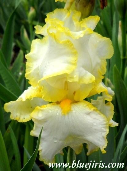 Photo of Tall Bearded Iris (Iris 'Bride's Halo') uploaded by Calif_Sue