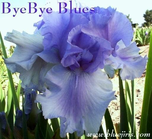 Photo of Tall Bearded Iris (Iris 'Bye Bye Blues') uploaded by Calif_Sue