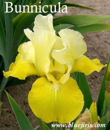 Photo of Intermediate Bearded Iris (Iris 'Bunnicula') uploaded by Calif_Sue