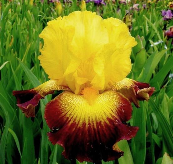 Photo of Tall Bearded Iris (Iris 'Burst of Glory') uploaded by Calif_Sue