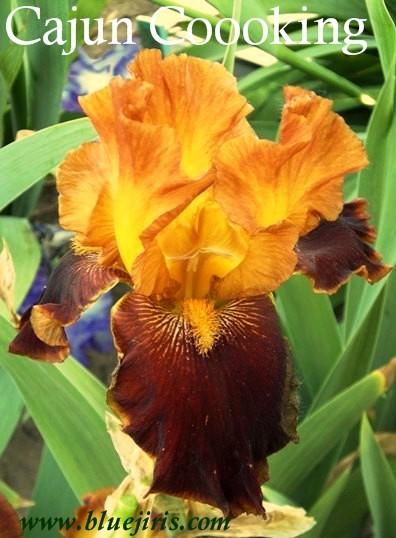 Photo of Tall Bearded Iris (Iris 'Cajun Cooking') uploaded by Calif_Sue
