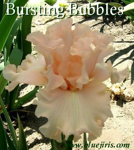 Photo of Tall Bearded Iris (Iris 'Bursting Bubbles') uploaded by Calif_Sue