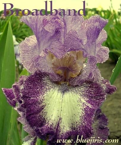 Photo of Tall Bearded Iris (Iris 'Broadband') uploaded by Calif_Sue