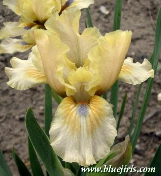 Photo of Standard Dwarf Bearded Iris (Iris 'Cachet') uploaded by Calif_Sue