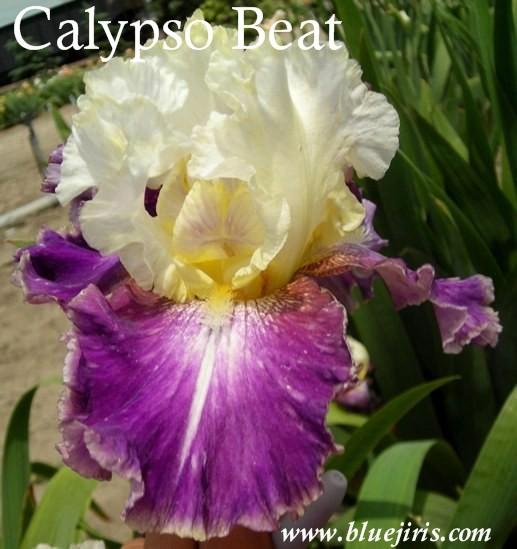Photo of Tall Bearded Iris (Iris 'Calypso Beat') uploaded by Calif_Sue