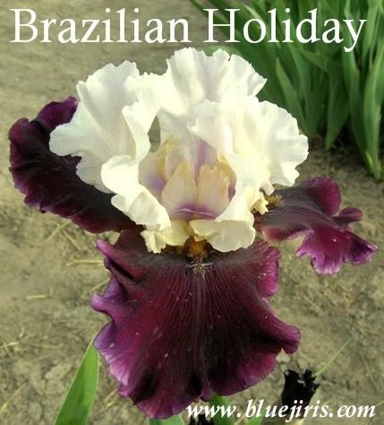 Photo of Tall Bearded Iris (Iris 'Brazilian Holiday') uploaded by Calif_Sue