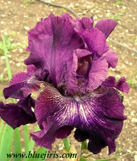 Photo of Tall Bearded Iris (Iris 'Bubble Bubble') uploaded by Calif_Sue
