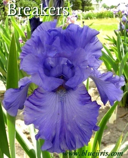 Photo of Tall Bearded Iris (Iris 'Breakers') uploaded by Calif_Sue