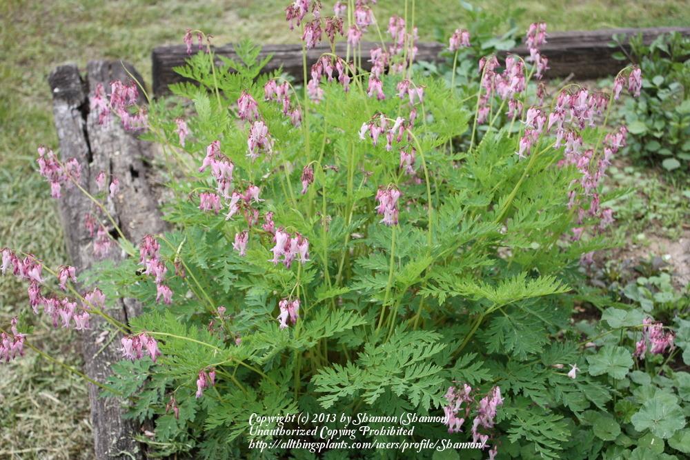 Photo of Wild Bleedingheart (Dicentra eximia) uploaded by Shannon