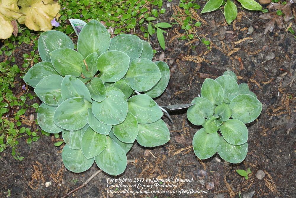 Photo of Hosta 'Blue Mouse Ears' uploaded by Shannon