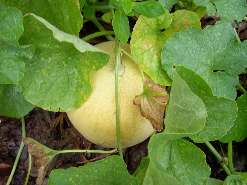Photo of Cantaloupe (Cucumis melo 'Sarah's Choice') uploaded by farmerdill