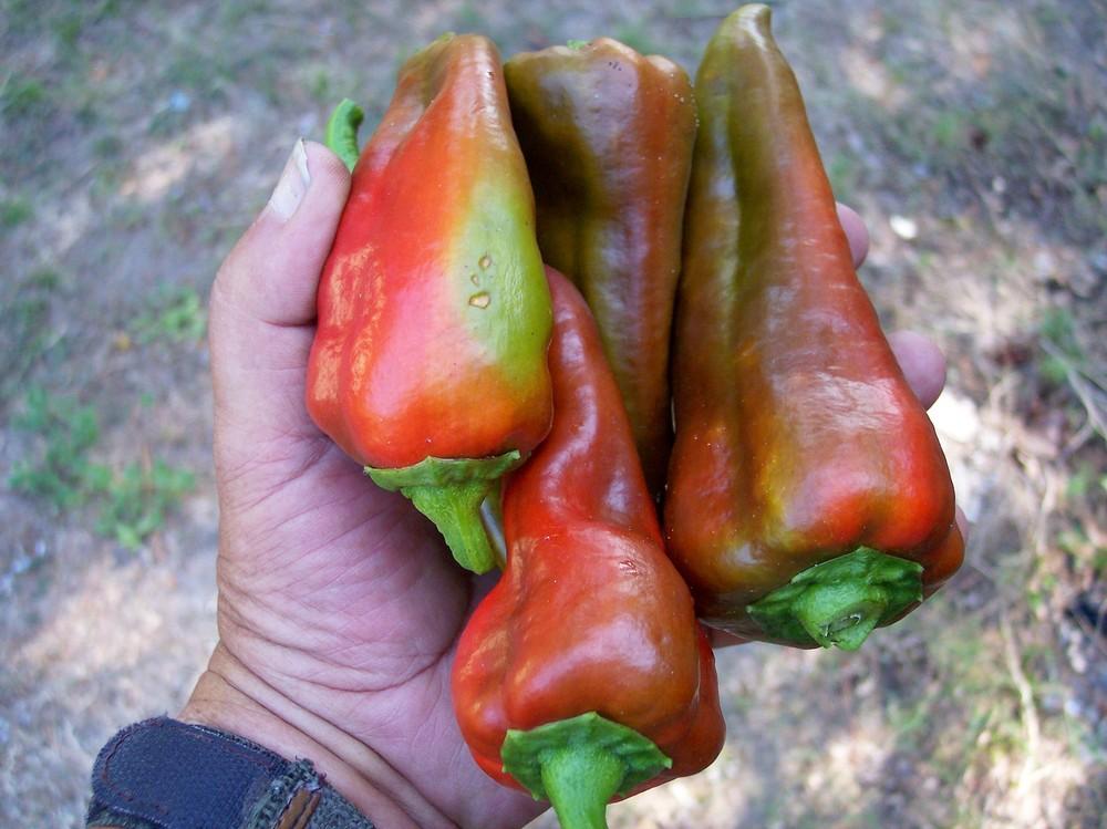 Photo of Sweet Pepper (Capsicum annuum 'Italia') uploaded by farmerdill