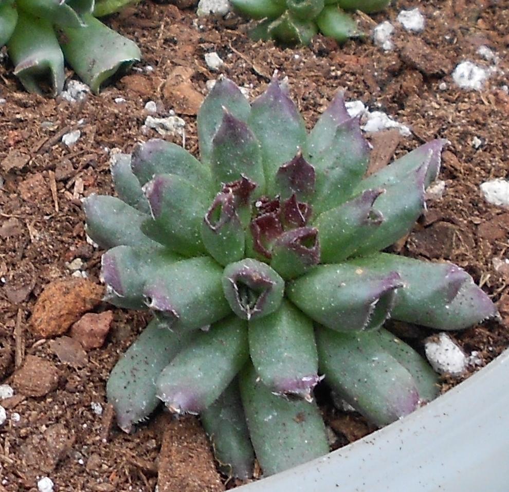 Photo of Hen and Chicks (Sempervivum 'Oddity') uploaded by gg5