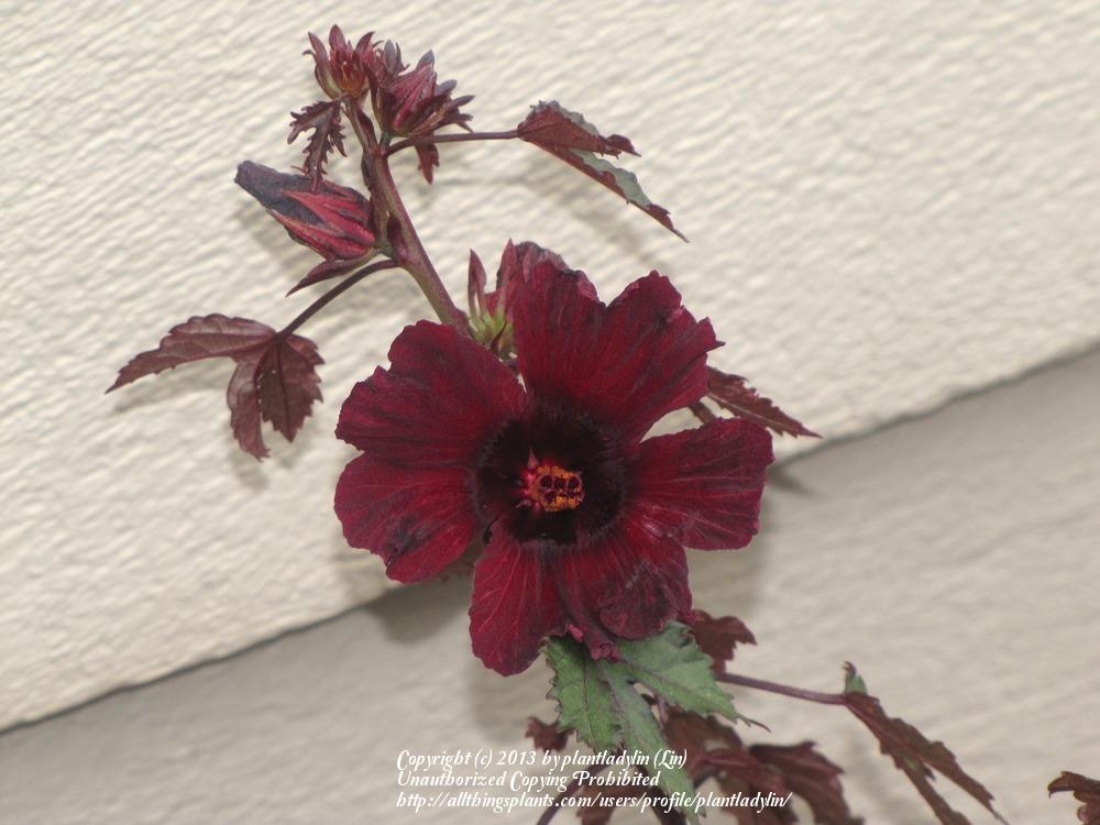 Photo of Hibiscus (Hibiscus acetosella 'Panama Red') uploaded by plantladylin