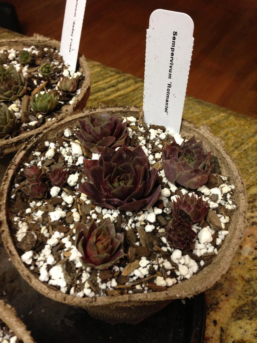 Photo of Hen and Chicks (Sempervivum 'Rotmantel') uploaded by serse