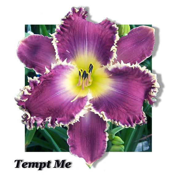 Photo of Daylily (Hemerocallis 'Tempt Me') uploaded by Calif_Sue