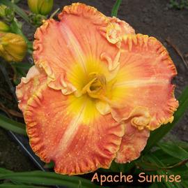 Photo of Daylily (Hemerocallis 'Apache Sunrise') uploaded by Calif_Sue