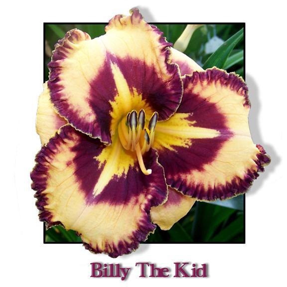 Photo of Daylily (Hemerocallis 'Billy the Kid') uploaded by Calif_Sue