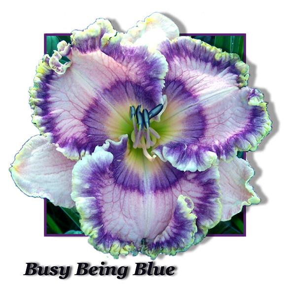 Photo of Daylily (Hemerocallis 'Busy Being Blue') uploaded by Calif_Sue
