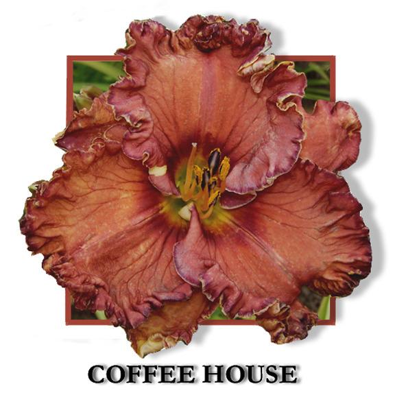 Photo of Daylily (Hemerocallis 'Coffee House') uploaded by Calif_Sue