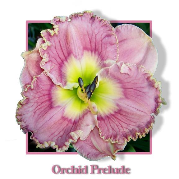 Photo of Daylily (Hemerocallis 'Orchid Prelude') uploaded by Calif_Sue