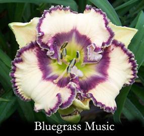 Photo of Daylily (Hemerocallis 'Bluegrass Music') uploaded by Calif_Sue