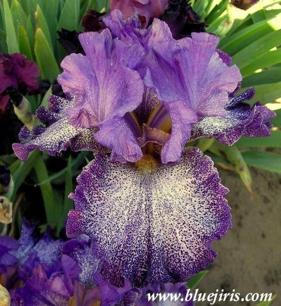Photo of Tall Bearded Iris (Iris 'Celestial Explosion') uploaded by Calif_Sue