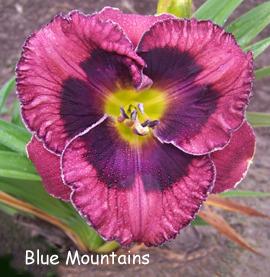 Photo of Daylily (Hemerocallis 'Blue Mountains') uploaded by Calif_Sue