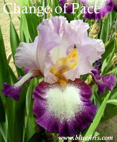 Photo of Tall Bearded Iris (Iris 'Change of Pace') uploaded by Calif_Sue
