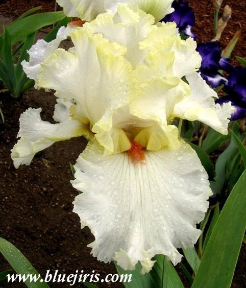 Photo of Tall Bearded Iris (Iris 'Casting Crowns') uploaded by Calif_Sue