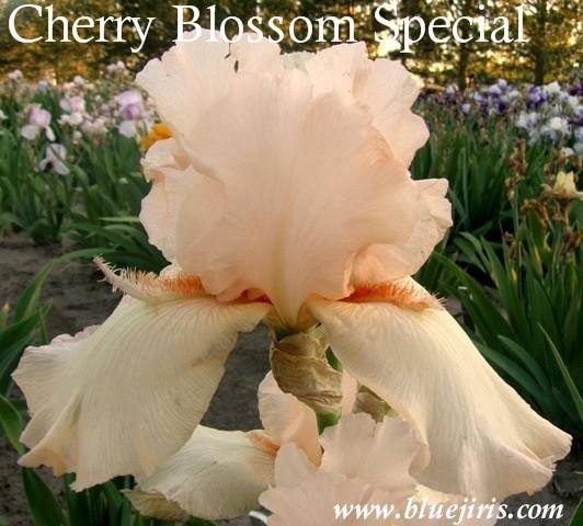 Photo of Tall Bearded Iris (Iris 'Cherry Blossom Special') uploaded by Calif_Sue