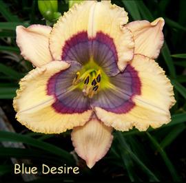 Photo of Daylily (Hemerocallis 'Blue Desire') uploaded by Calif_Sue