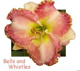 Photo of Daylily (Hemerocallis 'Bells and Whistles') uploaded by Calif_Sue