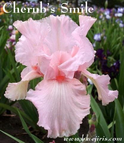 Photo of Tall Bearded Iris (Iris 'Cherub's Smile') uploaded by Calif_Sue