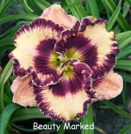 Photo of Daylily (Hemerocallis 'Beauty Marked') uploaded by Calif_Sue