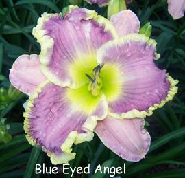 Photo of Daylily (Hemerocallis 'Blue Eyed Angel') uploaded by Calif_Sue