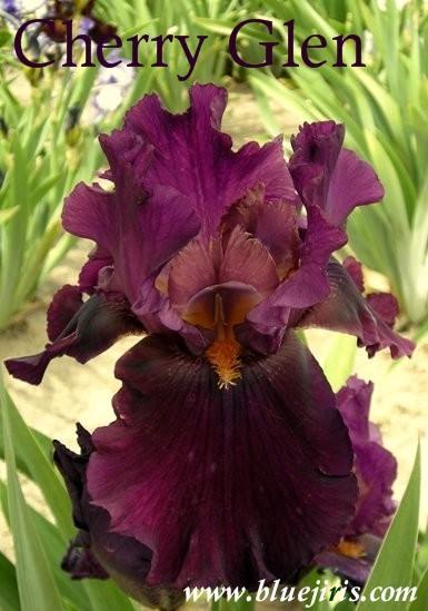 Photo of Tall Bearded Iris (Iris 'Cherry Glen') uploaded by Calif_Sue