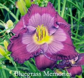 Photo of Daylily (Hemerocallis 'Bluegrass Memories') uploaded by Calif_Sue