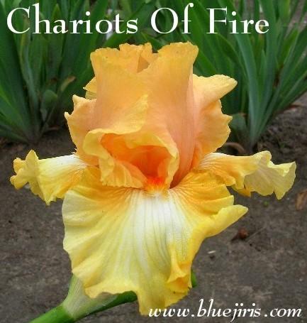 Photo of Tall Bearded Iris (Iris 'Chariots of Fire') uploaded by Calif_Sue