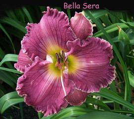 Photo of Daylily (Hemerocallis 'Bella Sera') uploaded by Calif_Sue