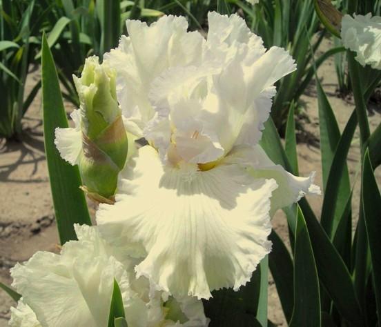 Photo of Tall Bearded Iris (Iris 'Chantilly Bride') uploaded by Calif_Sue