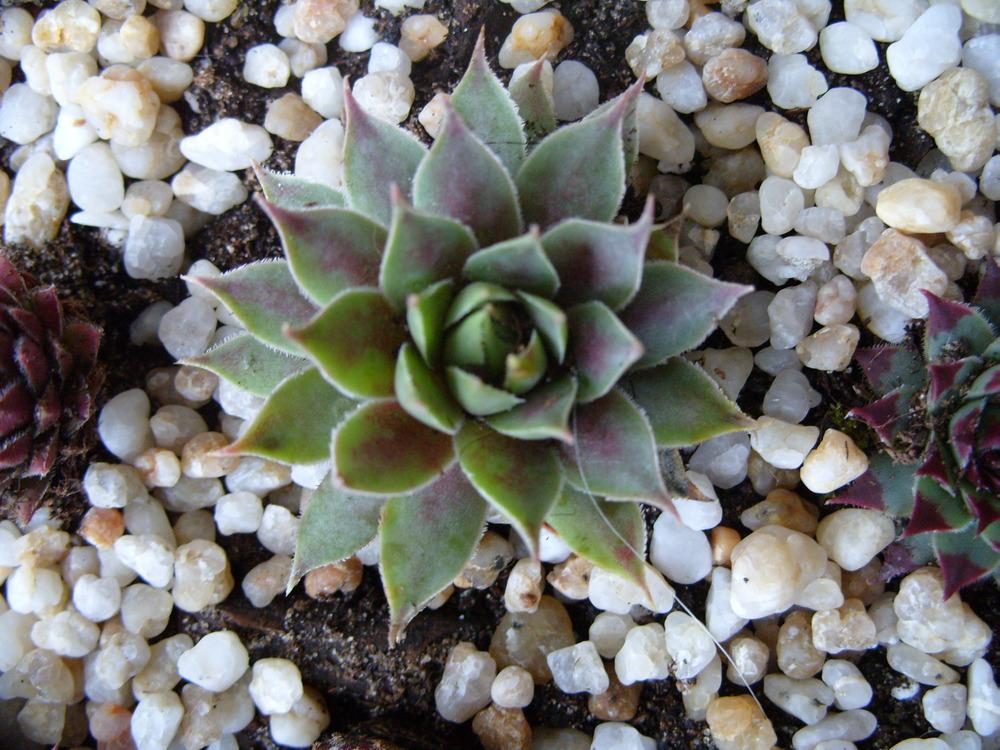 Photo of Hen and Chicks (Sempervivum 'Starshine') uploaded by Eviesmummy