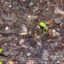Location: Plano, TX
Date: 2013-02-15
These took a little over a week to germinate.
