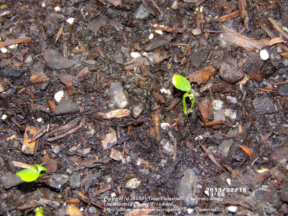 Photo of Woodland Passion Flower (Passiflora morifolia) uploaded by TexasPlumeria87