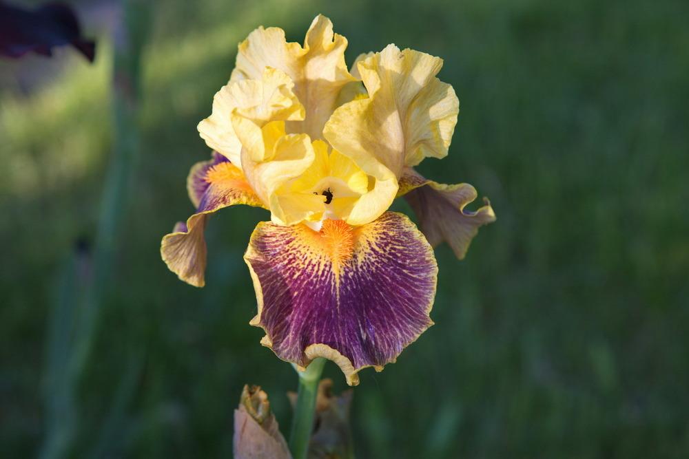 Photo of Intermediate Bearded Iris (Iris 'Delirium') uploaded by eko123