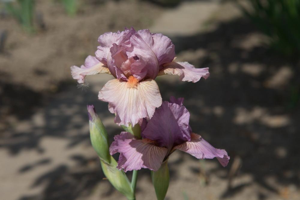 Photo of Intermediate Bearded Iris (Iris 'Miss Mauve') uploaded by eko123
