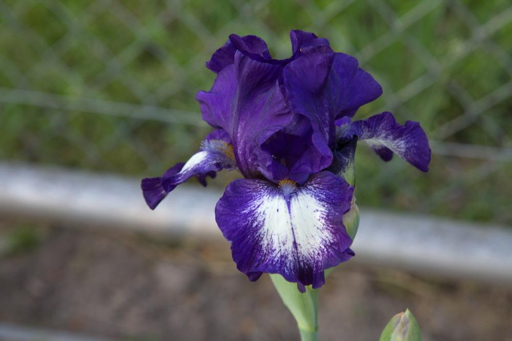 Photo of Intermediate Bearded Iris (Iris 'Starwoman') uploaded by eko123