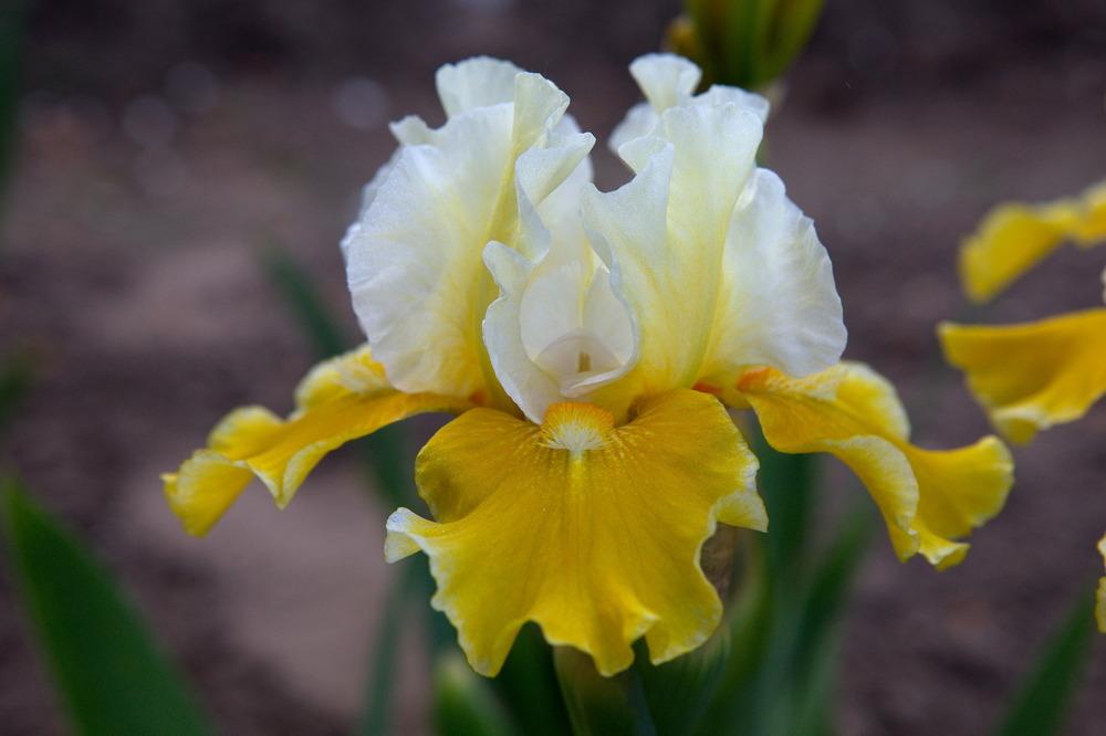 Photo of Intermediate Bearded Iris (Iris 'Protocol') uploaded by eko123